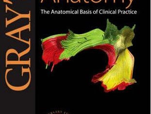 Gray's Anatomy: The Anatomical Basis of Clinical Practice 40th Edition eBook cover